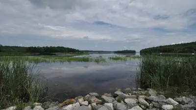 Reeds and rocky shoreline at Cobbosseecontee Lake in Monmouth, Maine.