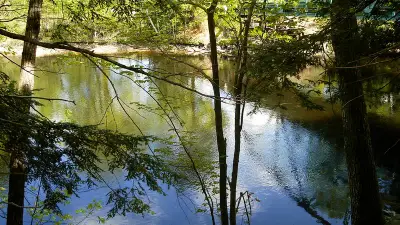 Calm Saco River in Buxton, framed by tree branches with forest on the opposite bank.