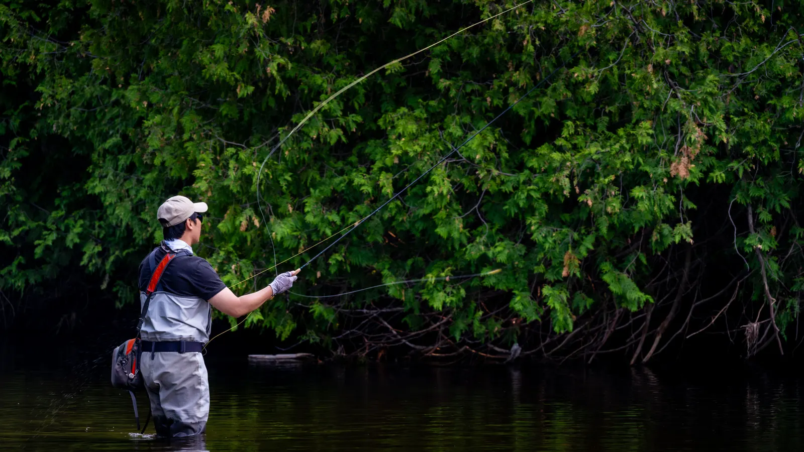 A fly angler in waders casting on a river beneath dense green streamside forest in spring